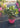 Rhaphiolepis Springtime Rosa Vaso 18 - Vivaio Garden Forest (48048342)