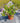 Rhaphiolepis Springtime Rosa Vaso 24 - Vivaio Garden Forest (48048345)