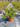 Rhaphiolepis Springtime Rosa Vaso 24 - Vivaio Garden Forest (48048345)