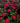 Rosa M. Cantatore Vaso 24 - pianta adulta - Vivaio Garden Forest (48048349)