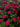 Rosa M. Cantatore Vaso 24 - pianta adulta - Vivaio Garden Forest (48048349)