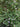 Rosa Mutabilis Vaso 24 - pianta adulta - Vivaio Garden Forest (48048371)