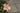Rosa Mutabilis Vaso 24 - dettaglio - Vivaio Garden Forest (48048370)