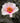 Rosa Mutabilis Vaso 24 - fioritura - Vivaio Garden Forest (48048369)