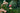 Rosa M. Cantatore Vaso 24 - portamento - Vivaio Garden Forest (48048352)