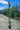 Rosa Ramp Vaso 24 H 210 Pierre De Ronsard - Vivaio Garden Forest (47844641)