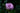 Rosa Rugosa Vaso 24 - fioritura - Vivaio Garden Forest (48048373)