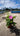 Rosa Rugosa Vaso 18 - Vivaio Garden Forest (48048372)