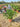 Rosa Rugosa Vaso 24 - Vivaio Garden Forest (48048376)