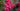 Rosa Sevillana Fucsia Vaso 18 - pianta adulta - Vivaio Garden Forest (48048382)