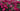 Rosa Sevillana Fucsia Vaso 18 - fioritura - Vivaio Garden Forest (48048381)