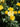 Rosa Sevillana Giallo Vaso 24 - fioritura - Vivaio Garden Forest (48048385)