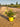 Rosa Sevillana Giallo Vaso 18 - Vivaio Garden Forest (48048383)
