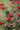 Rosa Sevillana Rosso Vaso 18 - fioritura - Vivaio Garden Forest (48048391)