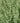 Salvia Roemeriana Bianco Vaso 24 - fioritura - Vivaio Garden Forest (48048395)