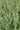 Salvia Roemeriana Bianco Vaso 24 - fioritura - Vivaio Garden Forest (48048395)