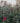 Salvia Roemeriana Rosa Vaso 18 - fioritura - Vivaio Garden Forest (48048401)