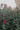 Salvia Roemeriana Rosso Vaso 24 - fioritura - Vivaio Garden Forest (48048404)