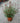 Salvia Roemeriana Bianco-rosato Vaso 24 - Vivaio Garden Forest (48048396)