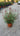 Salvia Roemeriana Bianco-rosato Vaso 24 - Vivaio Garden Forest (48048396)