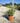 Salvia Roemeriana Bianco Vaso 24 - Vivaio Garden Forest (48048394)