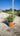 Salvia Roemeriana Bianco Vaso 24 - Vivaio Garden Forest (48048394)