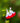 Salvia Roemeriana Bianco-rosato Vaso 24 - fioritura - Vivaio Garden Forest (48048397)