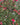 Salvia Roemeriana Bianco-rosato Vaso 24 - portamento - Vivaio Garden Forest (48048398)