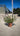 Salvia Roemeriana Rosso Vaso 24 - Vivaio Garden Forest (48048405)