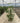 Schefflera Actinophylla Cesp 24 - Vivaio Garden Forest (47844646)