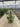 Schefflera Actinophylla Cesp 24 - Vivaio Garden Forest (47844646)