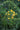 Cassia Floribunda (Senna) Con Canna Vaso 24 - frutti - Vivaio Garden Forest