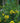 Cassia Floribunda (Senna) Con Canna Vaso 24 - portamento - Vivaio Garden Forest (48283766)