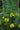 Cassia Floribunda (Senna) Con Canna Vaso 24 - portamento - Vivaio Garden Forest