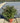Spiraea Japonica Double Play Red Cesp 24 - Vivaio Garden Forest (47844647)