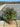 Spiraea Japonica Double Play Red Cesp 24 - Vivaio Garden Forest (47844647)