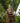Strelitzia Nicolai (Sterlizia Gigante) - fioritura - Vivaio Garden Forest (50305241)
