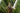 Strelitzia Nicolai (Sterlizia Gigante) - fioritura - Vivaio Garden Forest (50305241)