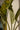 Strelitzia Nicolai (Sterlizia Gigante) - foglie - Vivaio Garden Forest (50305242)