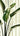 Strelitzia Nicolai (Sterlizia Gigante) - in casa - Vivaio Garden Forest (50305243)