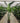 Strelitzia Nicolai (Sterlizia Gigante) Vaso 30 H.160/180 - Vivaio Garden Forest (50305240)