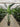 Strelitzia Nicolai (Sterlizia Gigante) Vaso 30 H.160/180 - Vivaio Garden Forest (50305240)