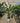 Strelitzia Nicolai (Sterlizia Gigante) Vaso 50 H.180/200 con Vaso Bianco Classic - Vivaio Garden Forest (50305244)