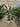 Strelitzia Nicolai (Sterlizia Gigante) Vaso 50 H.180/200 con Vaso Bianco Classic - Vivaio Garden Forest (50305244)