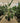 Strelitzia Nicolai (Sterlizia Gigante) Vaso 50 H.230/250 - Vivaio Garden Forest (50305248)