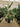Strelitzia Nicolai (Sterlizia Gigante) Vaso 50 H.230/250 - Vivaio Garden Forest (50305248)