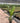 Strelitzia Nicolai Vaso 24 3P - Vivaio Garden Forest (47844648)