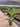 Strelitzia Nicolai Vaso 24 3P - Vivaio Garden Forest (47844648)