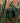 Strelizia Regina (Uccello Del Paradiso) Vaso 40 - pianta adulta - Vivaio Garden Forest (48048409)