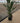Strelitzia Reginae Vaso 45 - Vivaio Garden Forest (47844653)